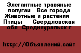 Элегантные травяные попугаи - Все города Животные и растения » Птицы   . Свердловская обл.,Среднеуральск г.